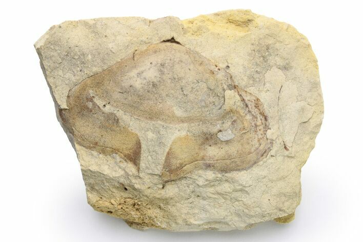 Unusual, Ordovician Gastropod (Pterotheca) Fossil - Wisconsin #224370